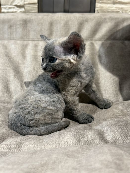Cyntiah   ZAREZERWOWANA - prawdziwa księżniczka Devon Rex