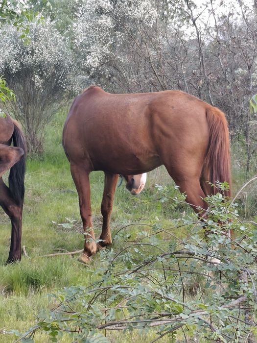 Cavalo montado 6anos