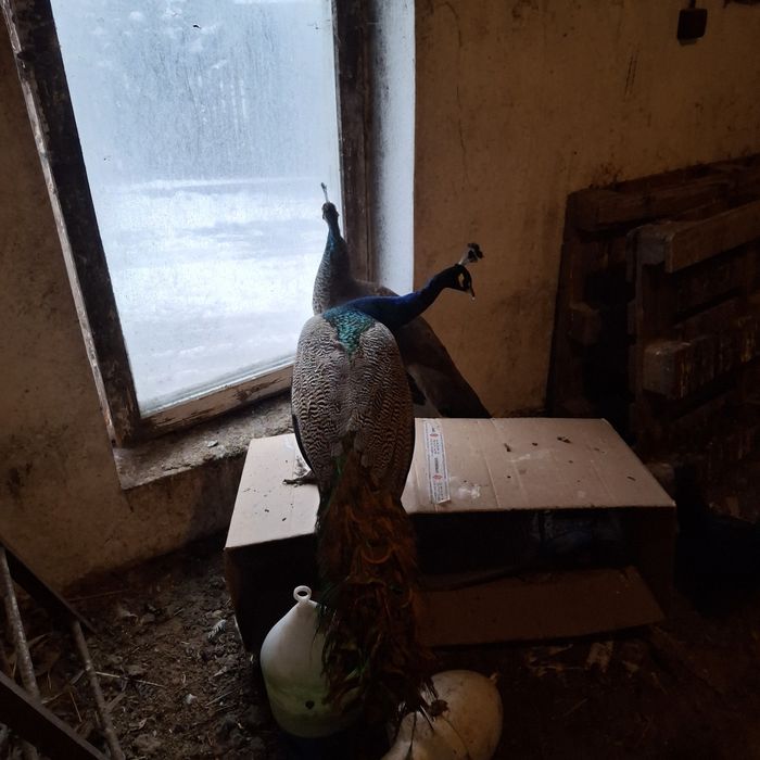 Samice dorosłe 4 letnie