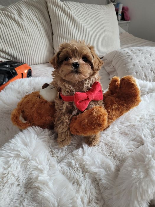 MALTIPOO  MINI  pudel toy #maltanczyk