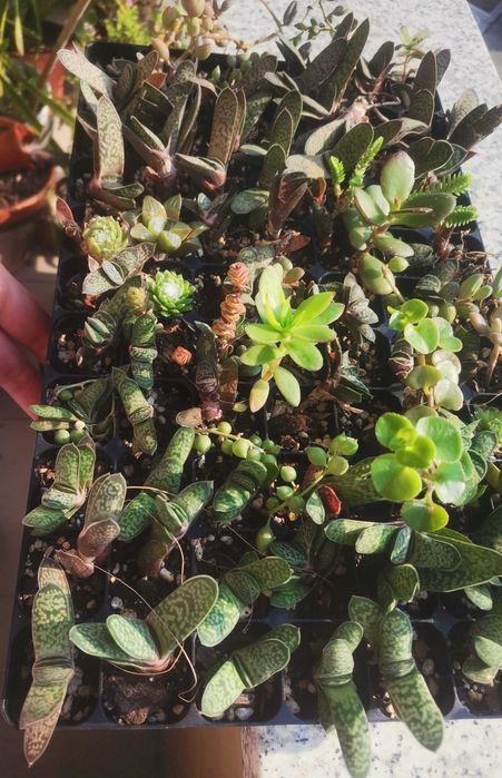 Suculentas gasteria