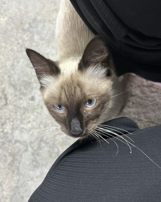 Gatinho para adocao