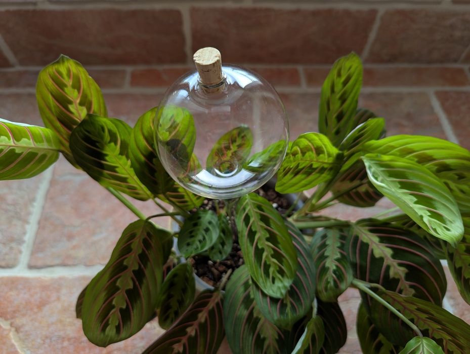 Szklana kula nawadniająca do roślin doniczkowych z korkiem