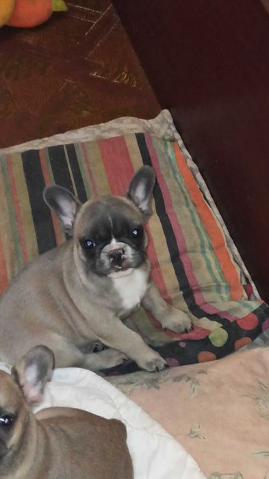 щенок французского бульдога