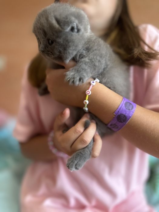 Британские котята