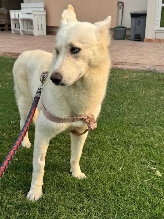 Błękitnooka śnieżynka Akire w typie husky