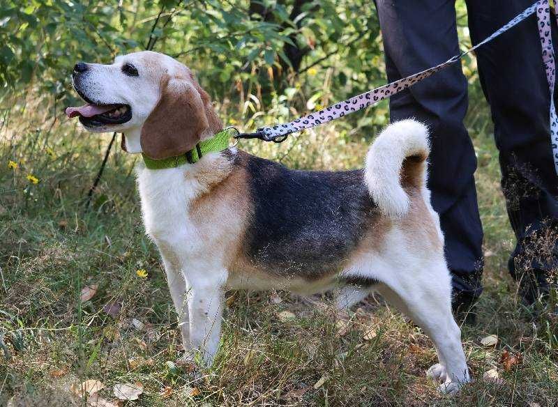 Suseł w typie beagla do adopcji
