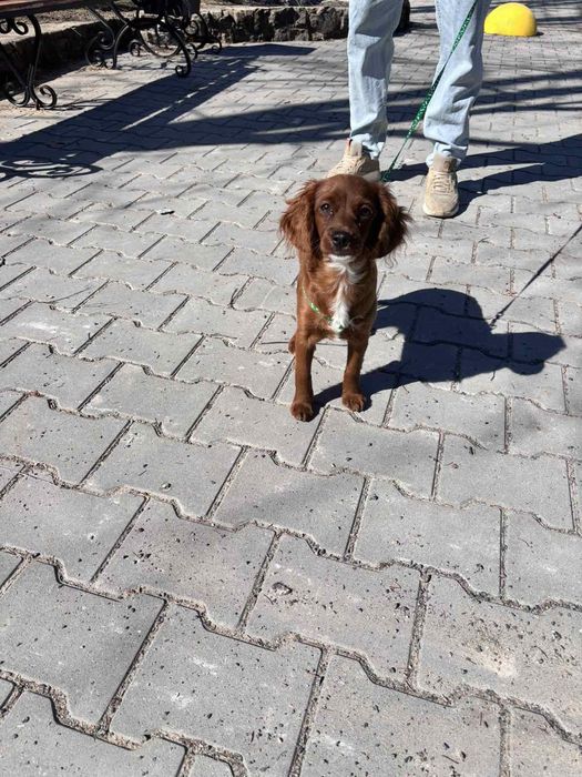 Насичений дуже темний шоколад спаніель хлопчик