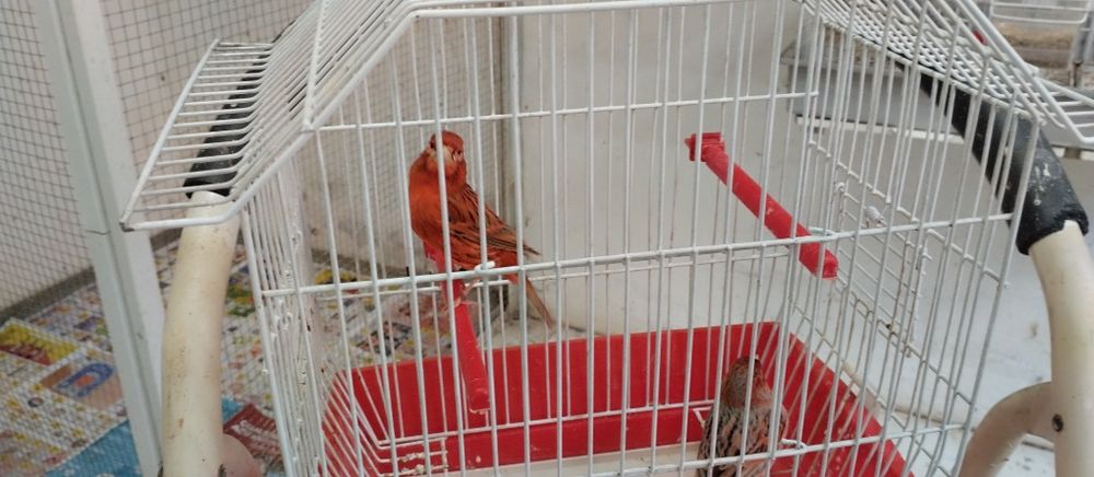Vendo canários Ágatas vermelhos