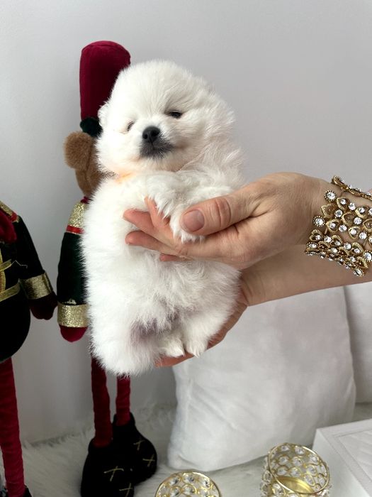 Померанські шпіци — Гарантовано закохаєтесь з першого погляду