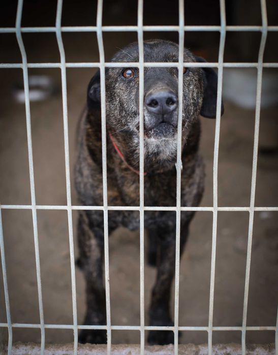 List do Św. Mikołaja – bezdomny pies CEZAR / Olsztyn