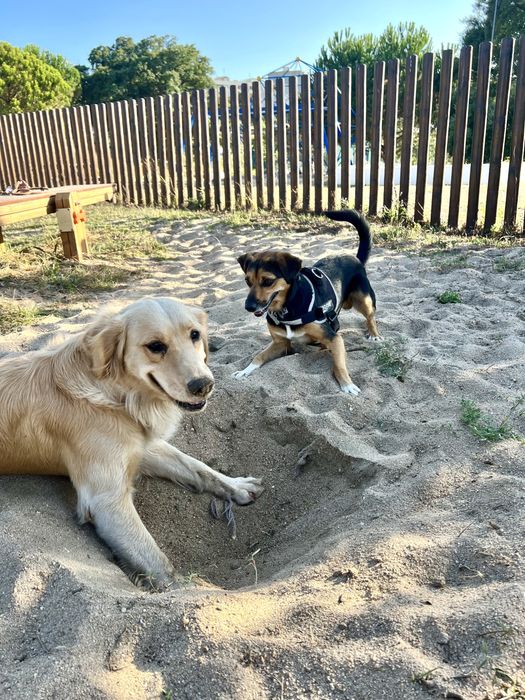 Passeio/ cuido de cães na zona de Braga