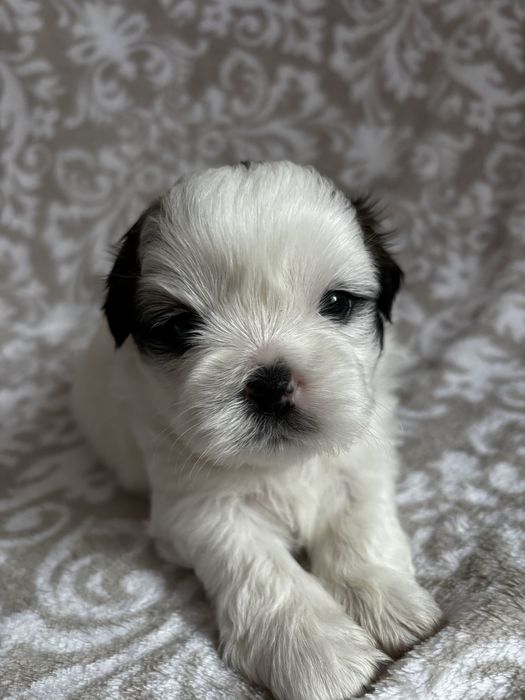 Piesek rasy shih tzu Ares    Rezerwacja