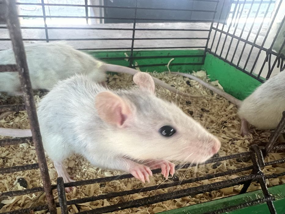 Пепельно-белые крыски