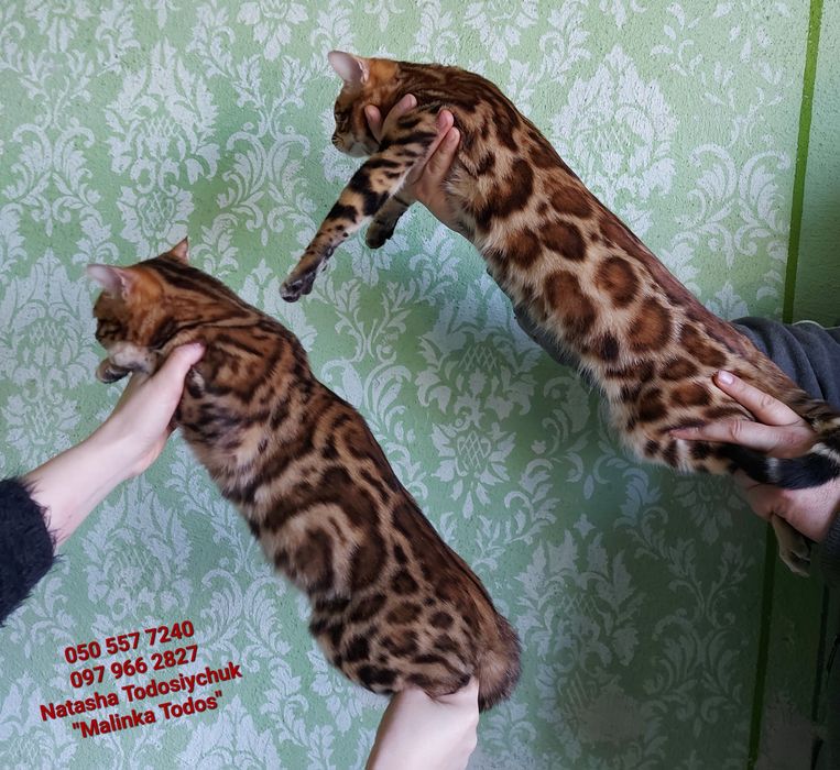 Кошенята бенгала яскраві