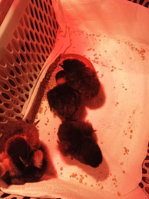 Jaja lęgowe kurek niosek