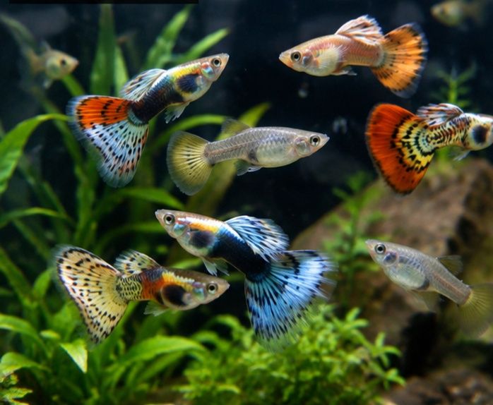 Guppies / Lebistes jovens – várias cores