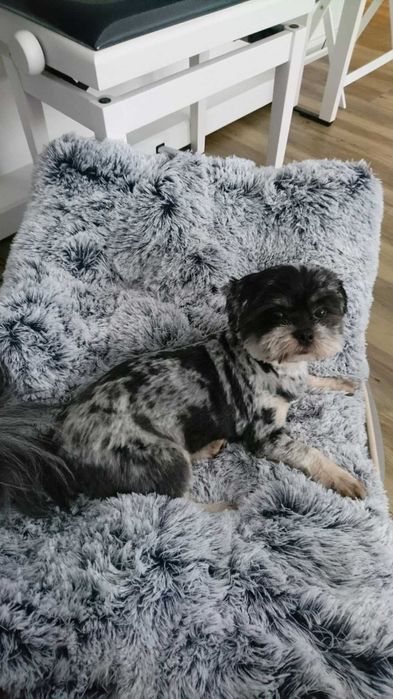 Duże legowisko puszysta poducha dla psa kota 80x50 cm