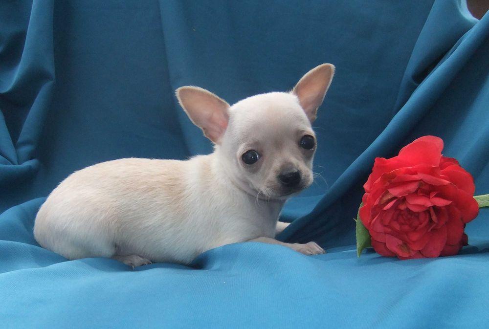 Chihuahua  cachorro com qualidade