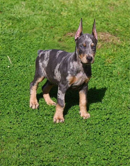 Dobermann blue merle