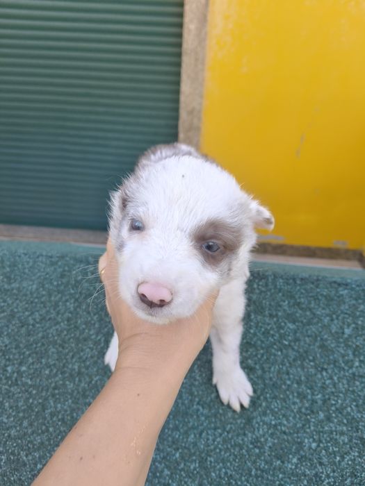 Linda menina inteligente