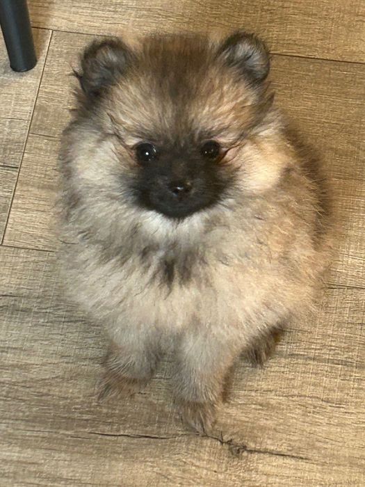Szczeniak szpic miniaturowy pomerianian