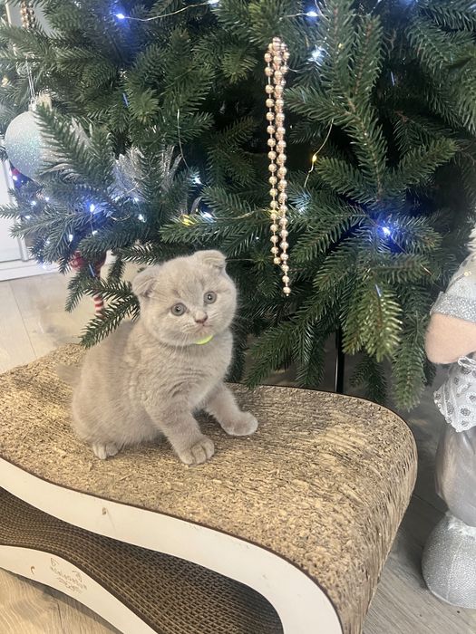 Шотландські кошенята