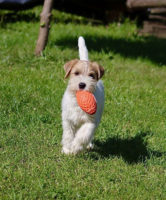 Jack Russell Terrier