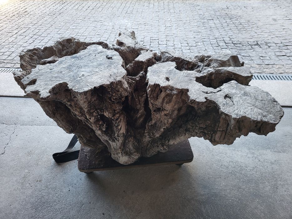 Tronco de oliveira