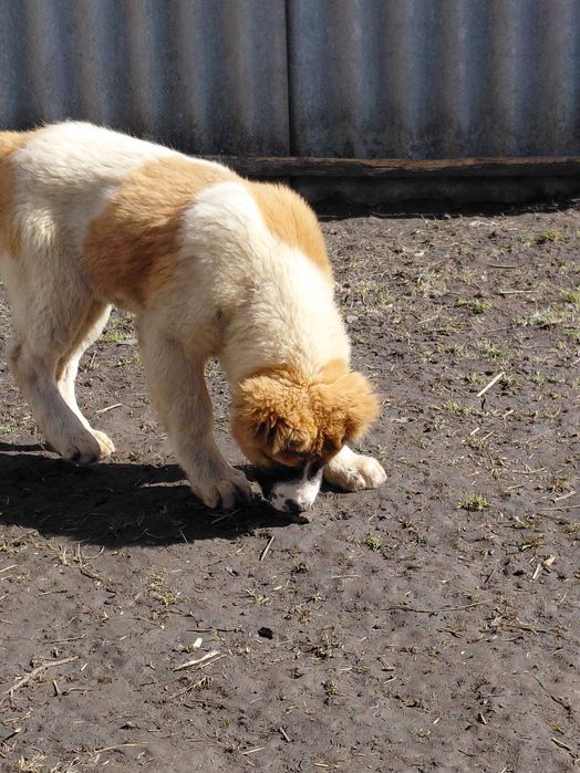 Девочка САО Алабай