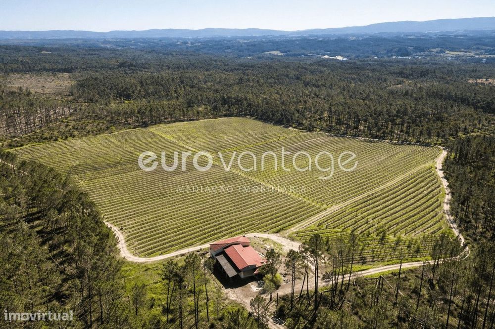 Quinta com Pomar e Moradia em Alpedriz – Alcobaça