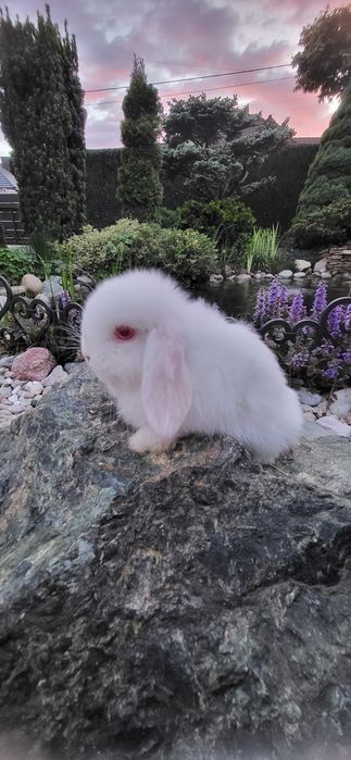 Króliczki karzełki miniaturki baranki mini lop