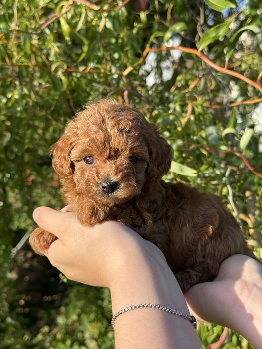 Chłopczyk Maltipoo F1B