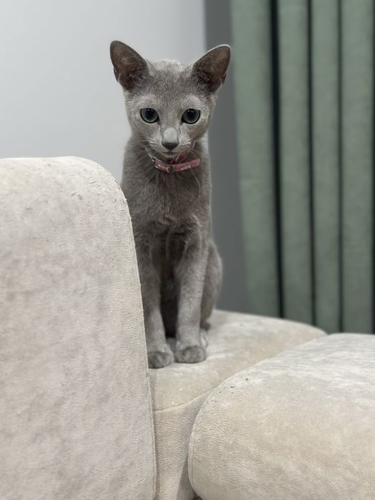 rosyjski niebieski kocurek - ur. 15 X 2024