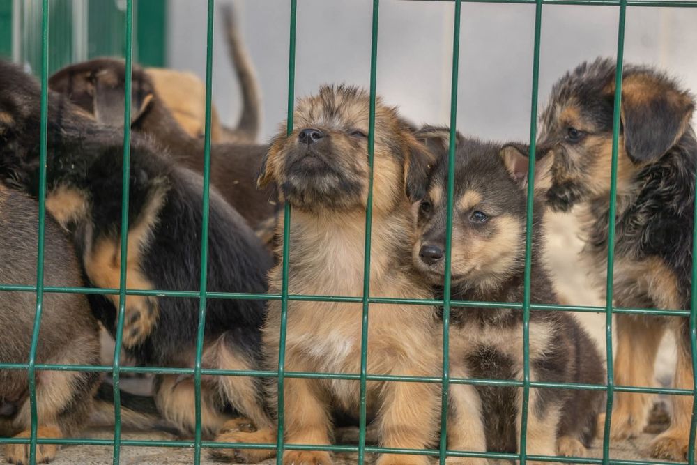 Szczenięta do adopcji , pilny apel o domy