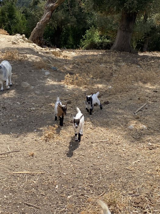 Vendo cabras anãs- cabritos nascidos inicio de janeiro