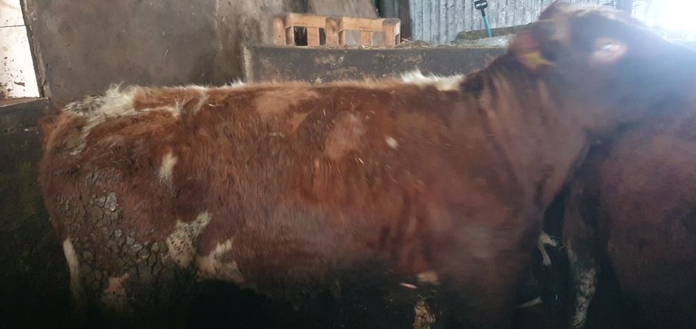 Jałówka BB/byczek RW