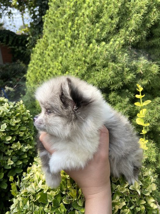 Шпіц мерле міні