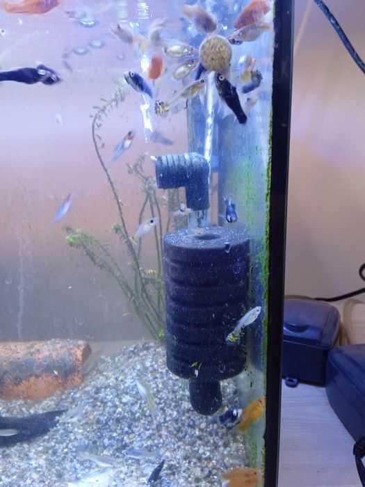 Mieczyki czarne (rzadkość) i czerwone-3zł szt