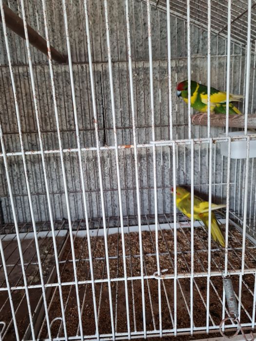 Gaiola com kakarikis