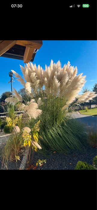 Trawa pampasowa, trawa do wazonu