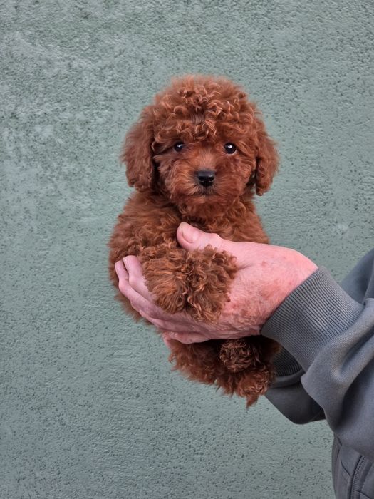 Пуделі від заводчика янтарний редбраун