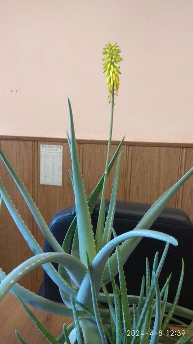 Алое вера (дітки, листя), Рео, Товстянка (грошове дерево)