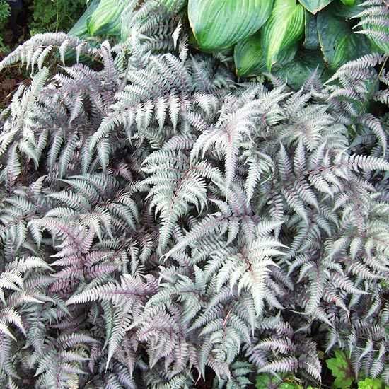 Paproć japońska 'Silver Falls' niska/mrozoodporna