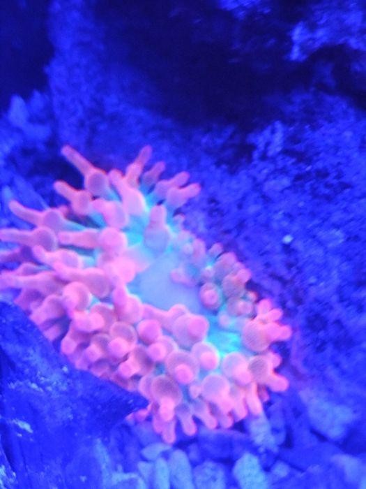 Anémona bubble quadricolor