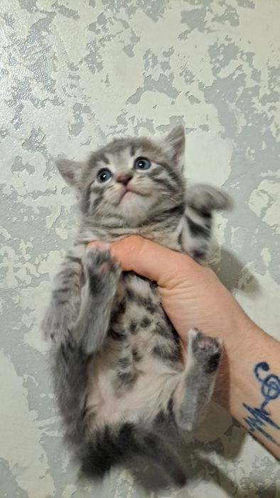 Віддам кошенят у добрі руки