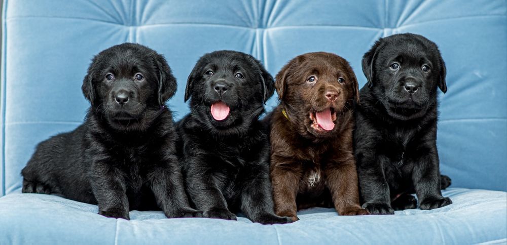 Лабрадор ретривер. КСУ-FCI