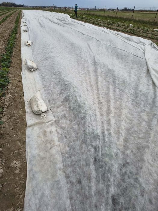 Włóknina okrywowa agrimpex P19