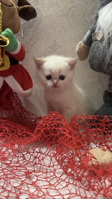 Плюшевые подарки для любимых
