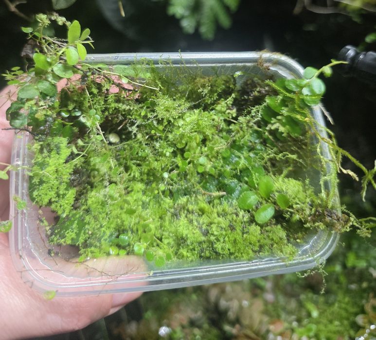 Rośliny tropikalne do terrarium, paludarium, pnącza, mchy i wątrobowce